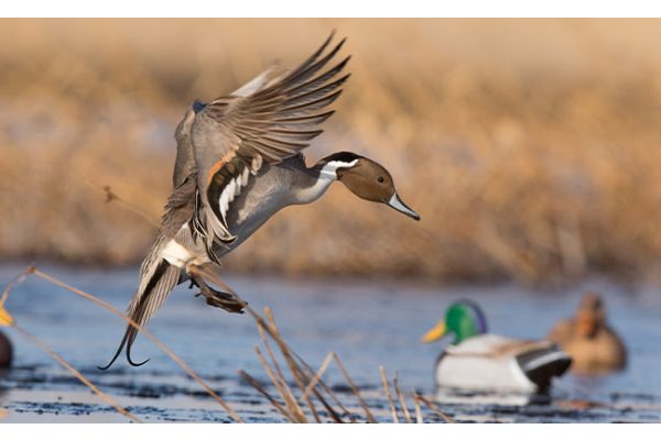 Delta Waterfowl Reports: USFWS Annual Breeding Waterfowl Survey Estimates 33.98 Million Ducks