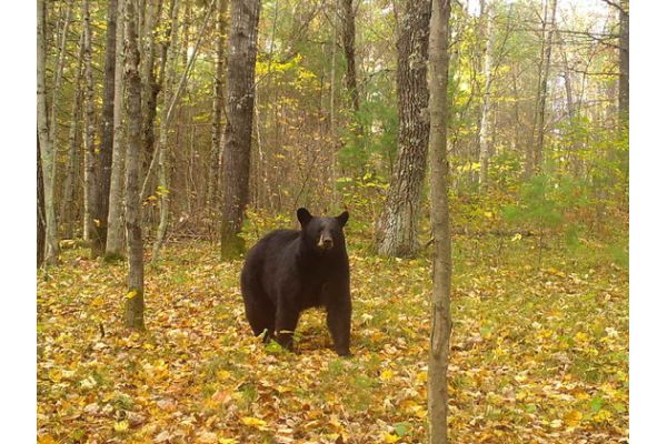 DNR Publishes Preliminary 2025 Bear Season Results DNR Publishes Preliminary 2025 Bear Season Results