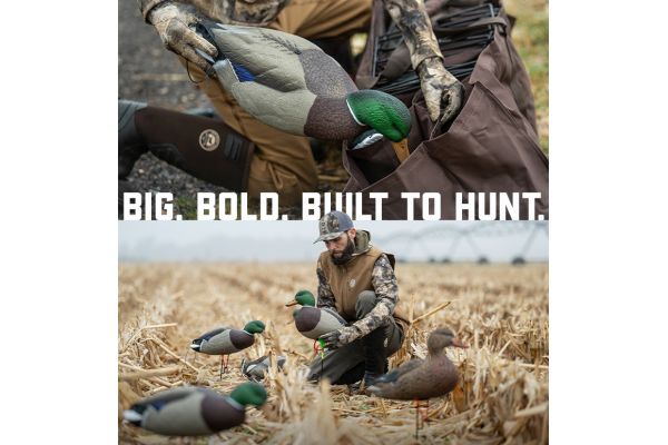 Frenetic Feeders Frenetic Feeders