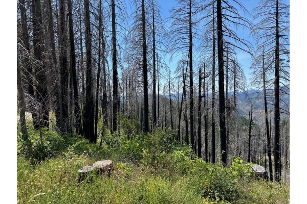 NWTF’s Active Forest Management Expands with Umpqua Disaster Recovery Project