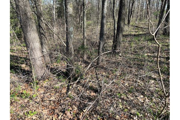 Fighting Invasives and Fueling Fire: Illinois NWTF Projects Strengthen Habitat for Wild Turkeys and Wildlife