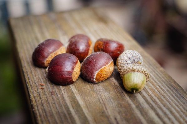 Chestnut Hill Outdoors – Acorns vs Chestnuts