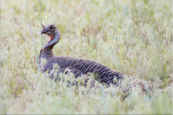 Investigating Texas Rios and Uncovering When Hens Are Most Vulnerable