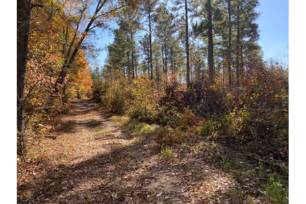 NWTF Virginia and DWR Advance Healthy Habitats in the Old Dominion