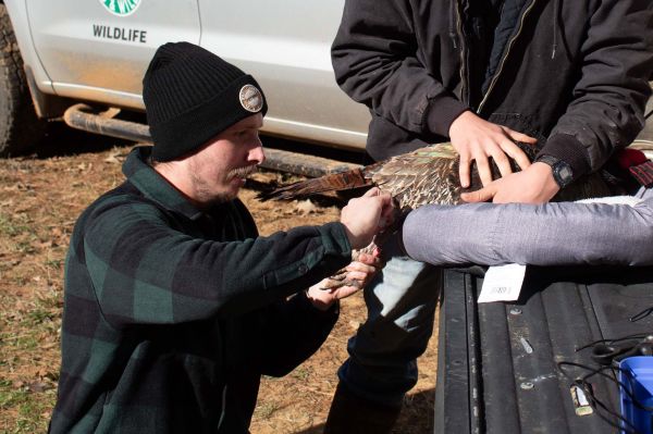 Why Wild Turkey Research Matters — We’re All in This Together