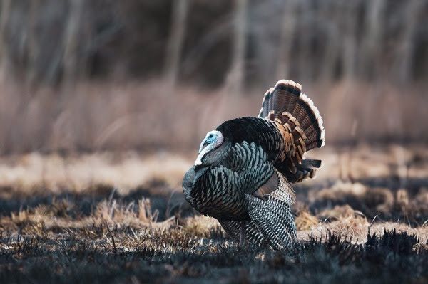 NWTF Kansas, Partners Invest More Than 0,000 for Wild Turkey Conservation in 2026
