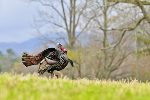 NWTF Kentucky, Partners Pledge More Than  Million to Conservation in 2026
