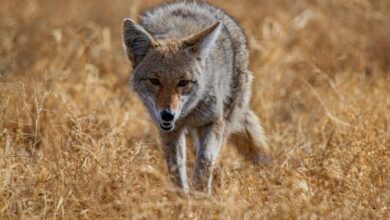 A coyote in a dried-out field, during the day.