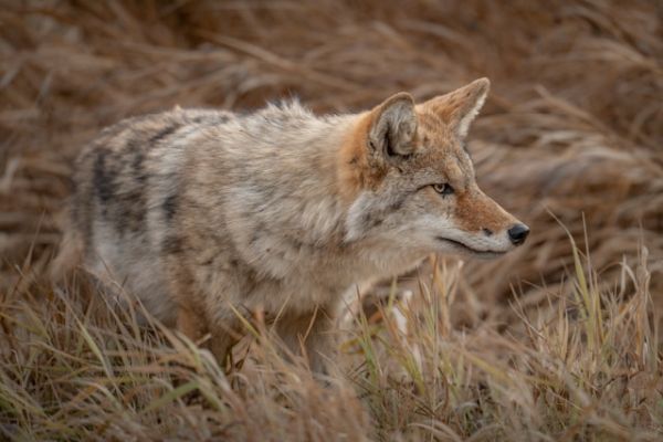 A coyote camouflaged in a field of dry grass.