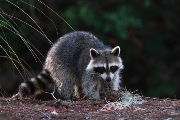 A raccoon on a forest bed, surrounded by dried twigs.
