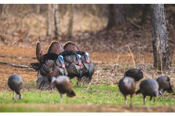 Bass Pro Shops and Cabela’s Outdoor Fund Continues Its Investment in the NWTF Mission